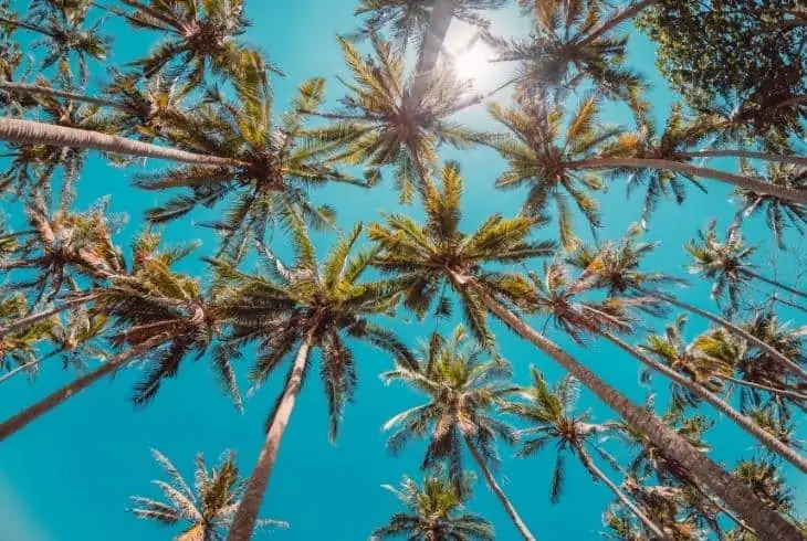 tropics