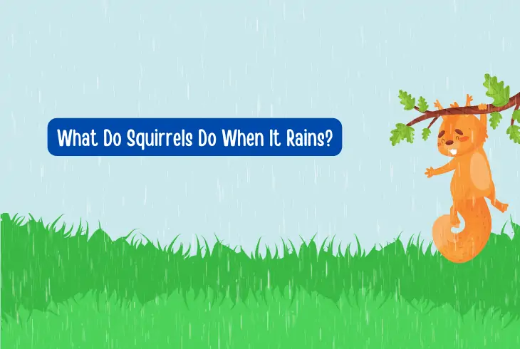 what squirrel do when raining