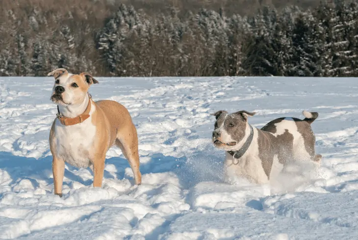 consequences keeping pitbull in winter