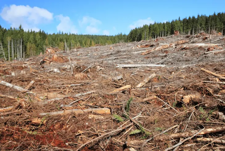 cutting trees