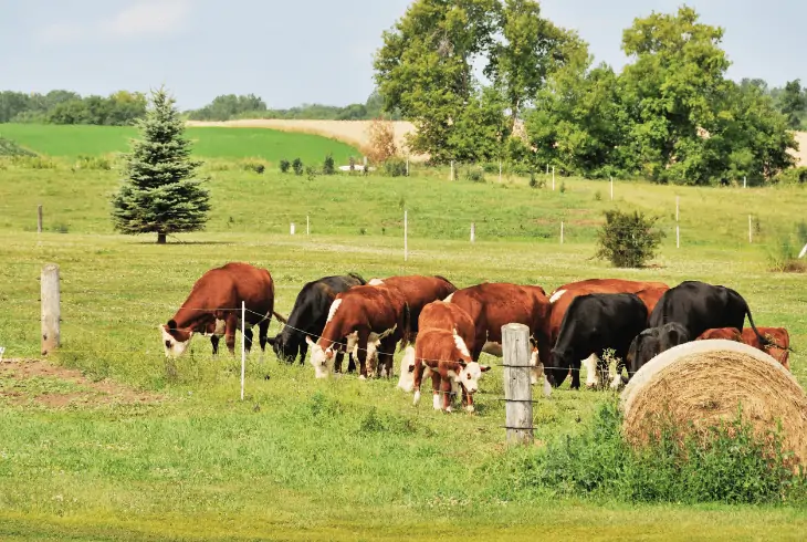 animals grazing