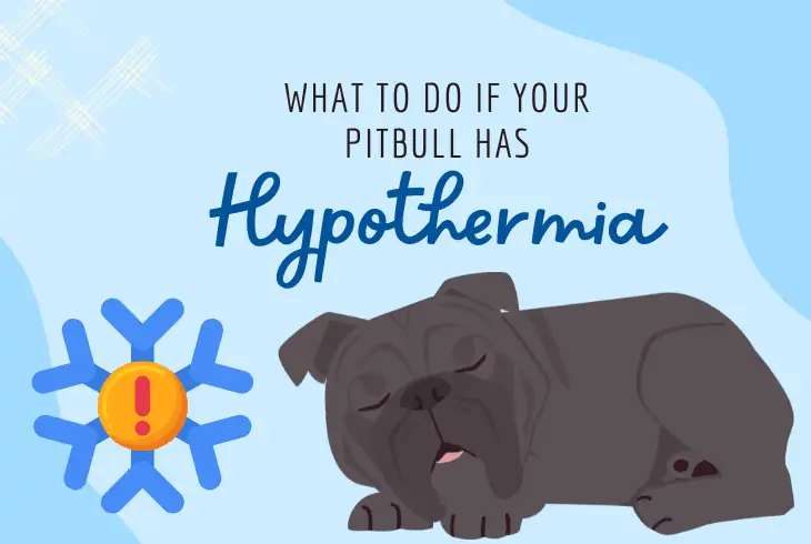 hypothermia pitbull