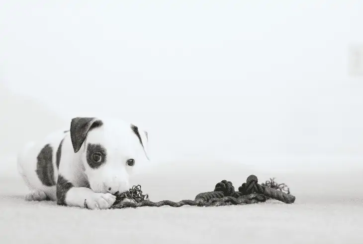 pit bull puppy indoor