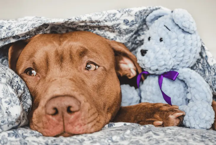 keeping pit bull warm