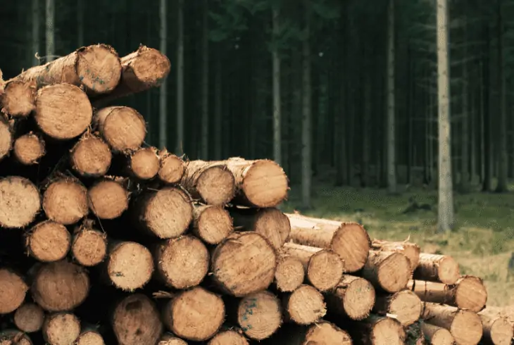 logging in forests