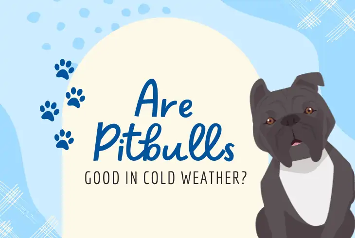 are pit bulls good in cold weather
