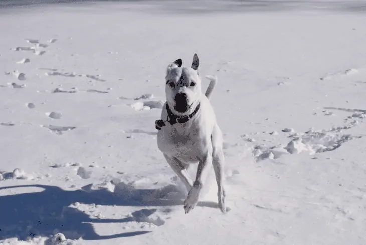pitbull running in snow