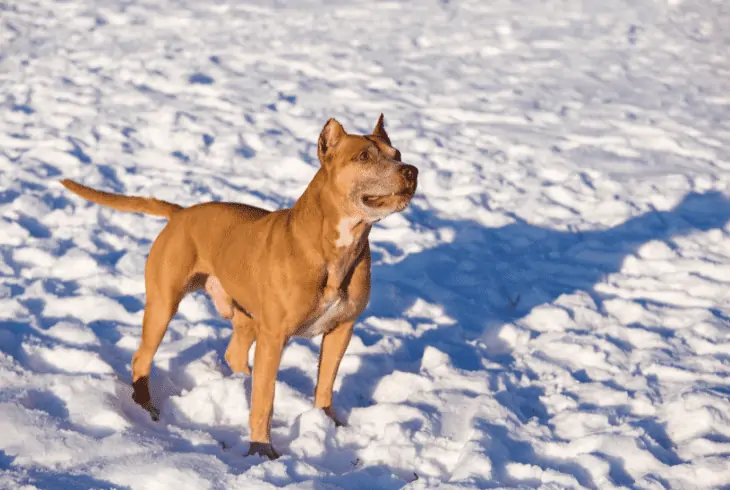pit bull in cold weather