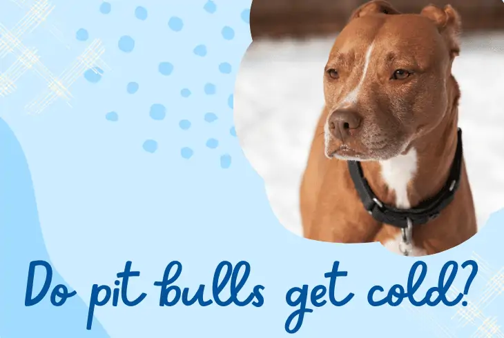 do pit bulls get cold