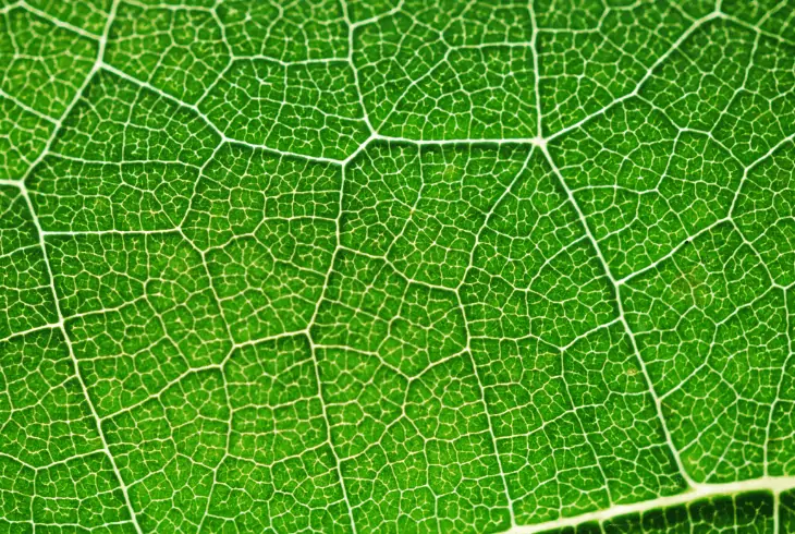 plant cells