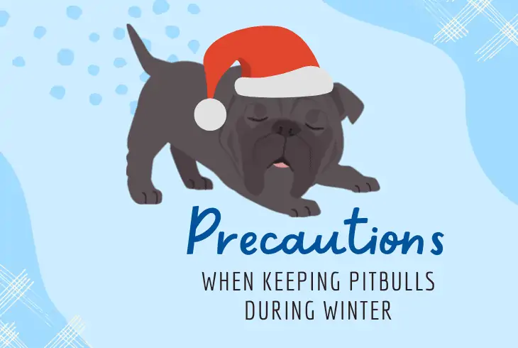 winter precautions pitbull