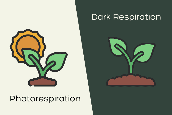respiration types