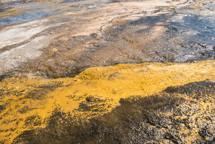 rock microbial activity
