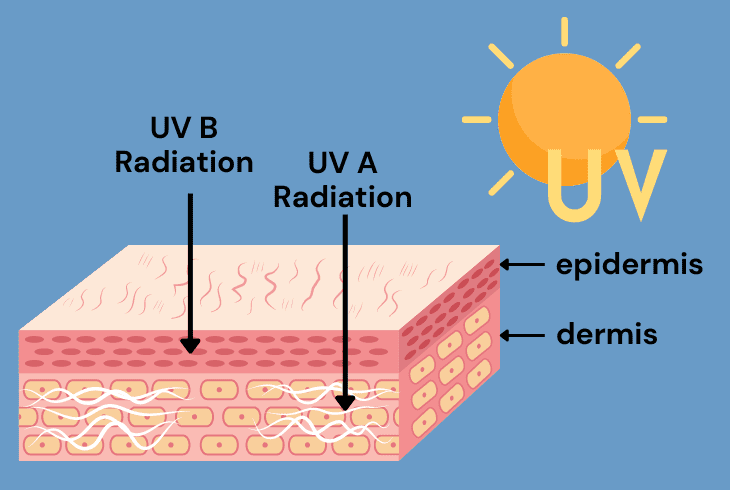 ultraviolet b radiation