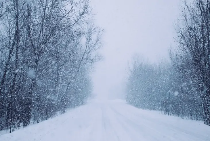 blizzard forest