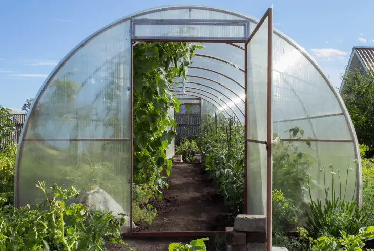 building greenhouse