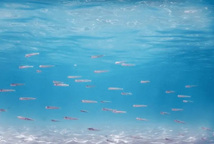 fish survive underwater