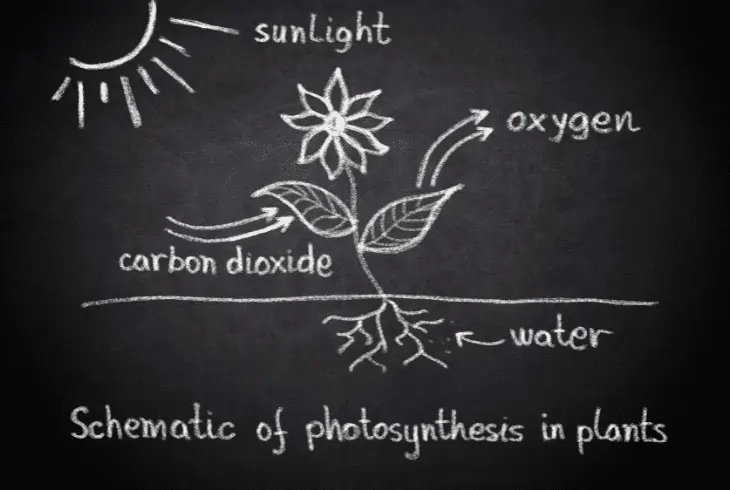 photosynthesis diagram
