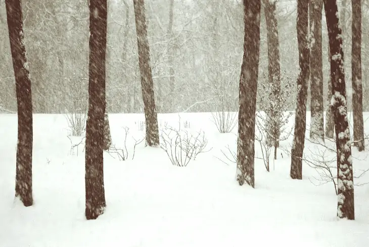 blizzard trees in forest