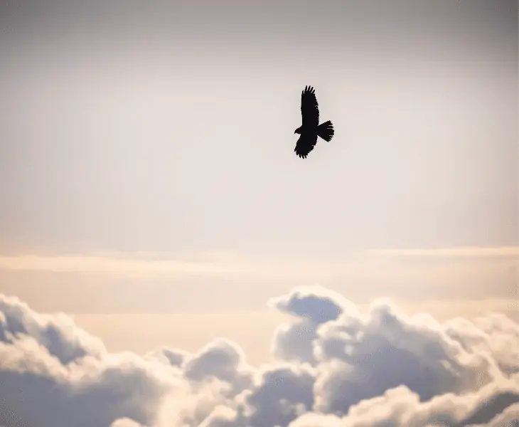 bird soaring