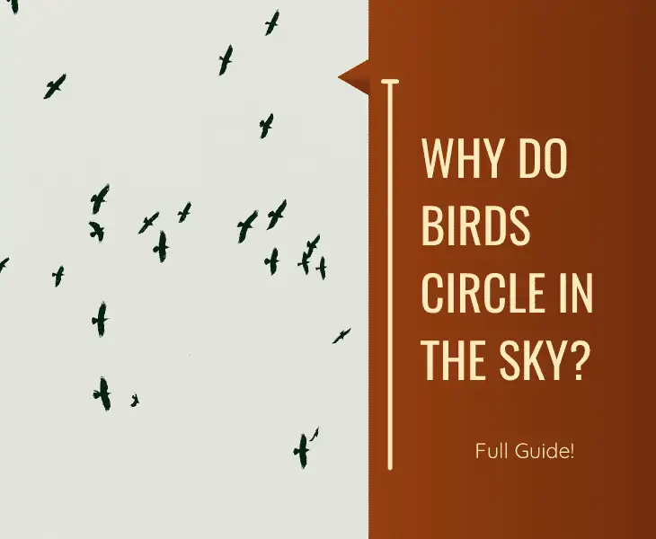 why do birds circle in the sky