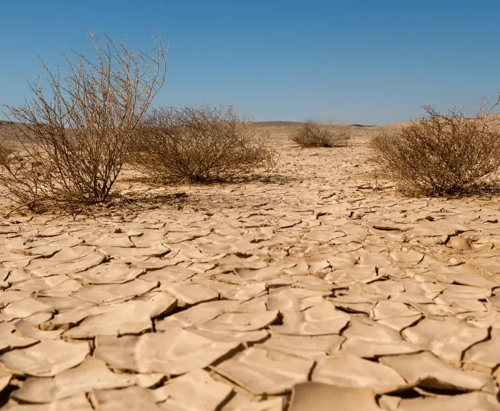 desert