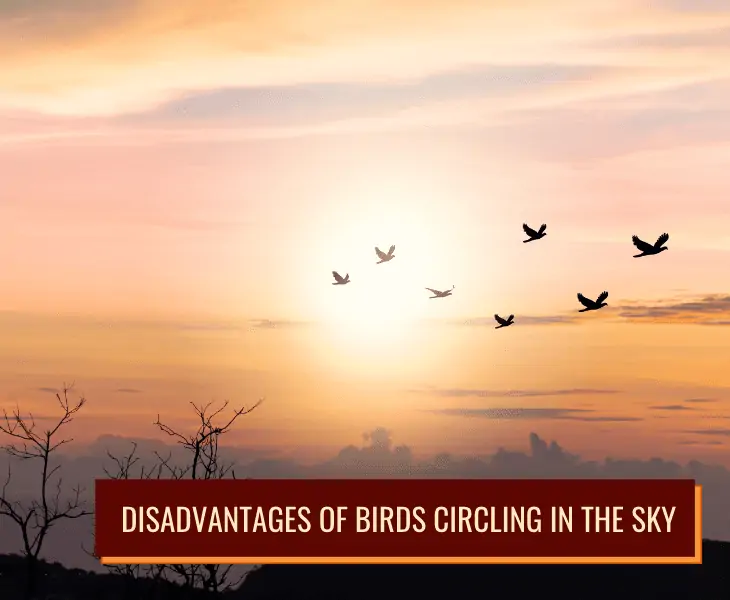 disadvantages of birds circling