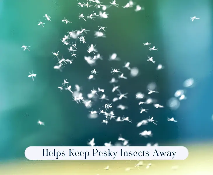 keep insects away