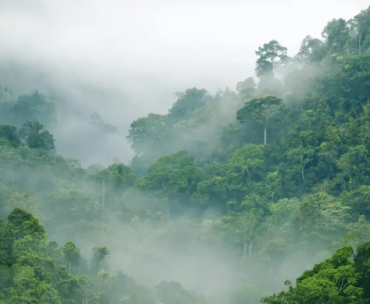 forest fog