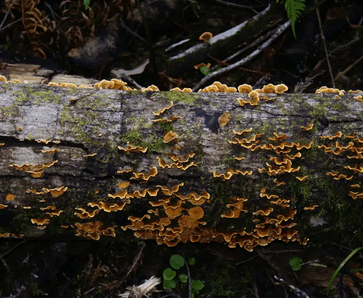 bacteria and fungus