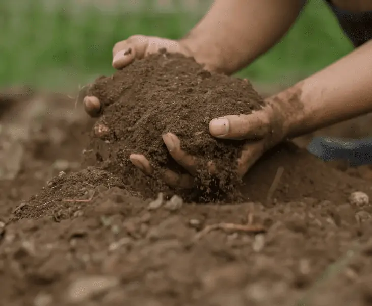 nutrients in healthy soil