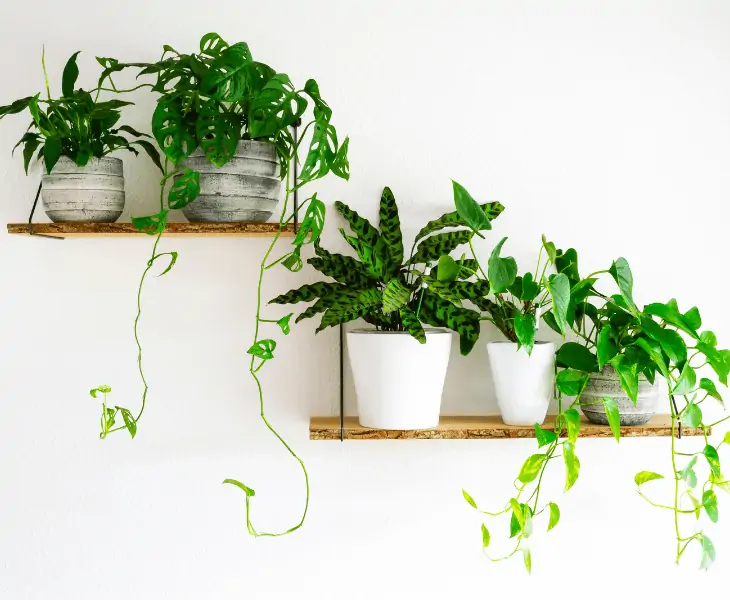 plants inside house