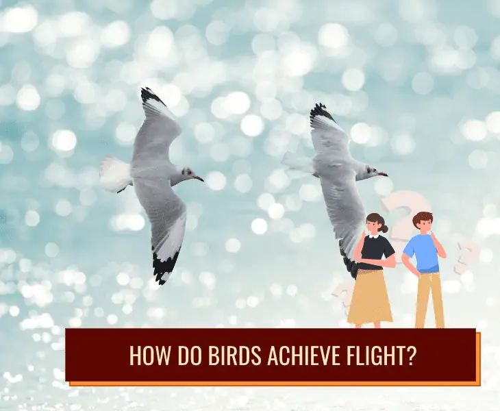 bird flight