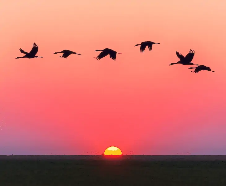 birds looking for food