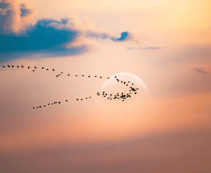 migratory birds