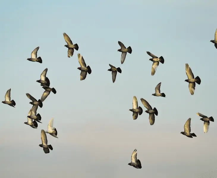 bird flock