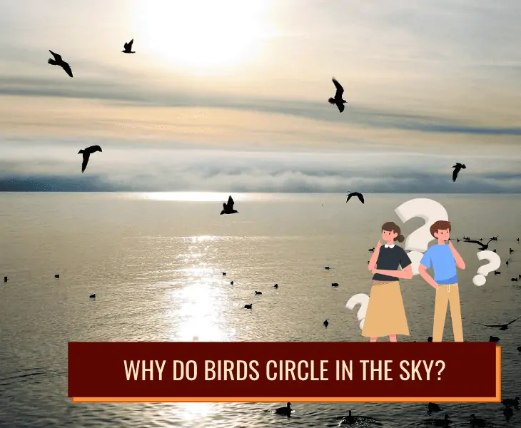 why birds circle in sky