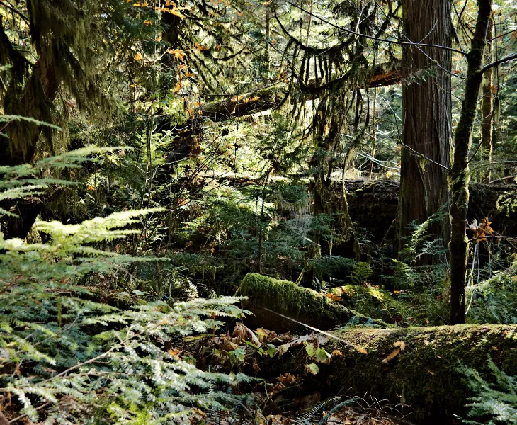 structure of ecosystem