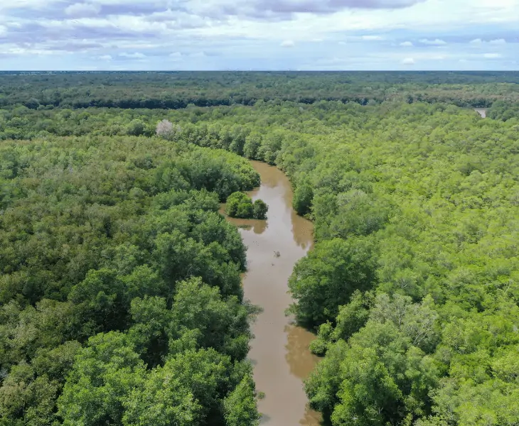 amazon rainforest