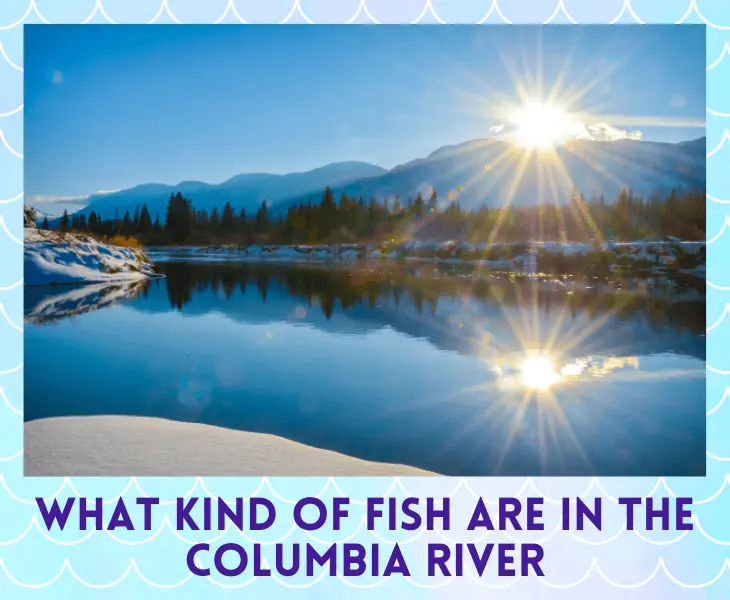 what kind of fish are in the columbia river