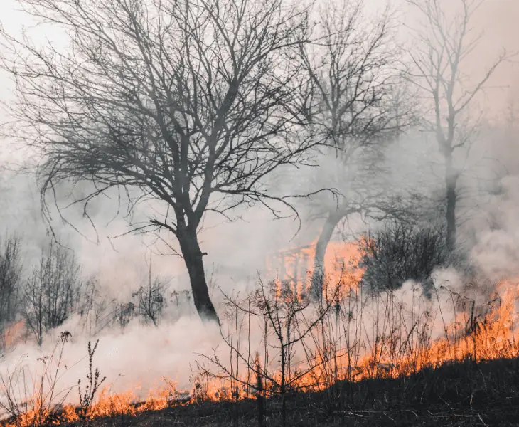 forest fire aftermath