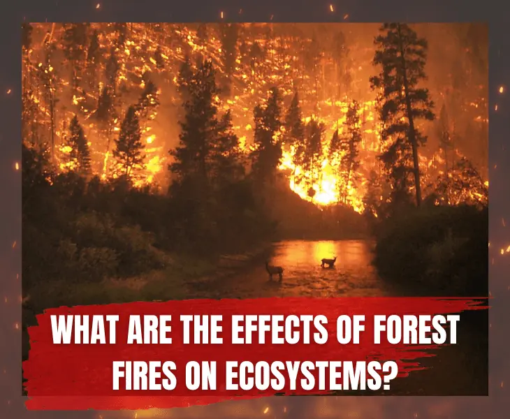 effects of forest fires on ecosystems