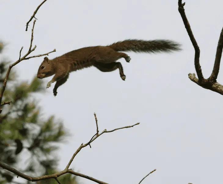 a flying squirrel