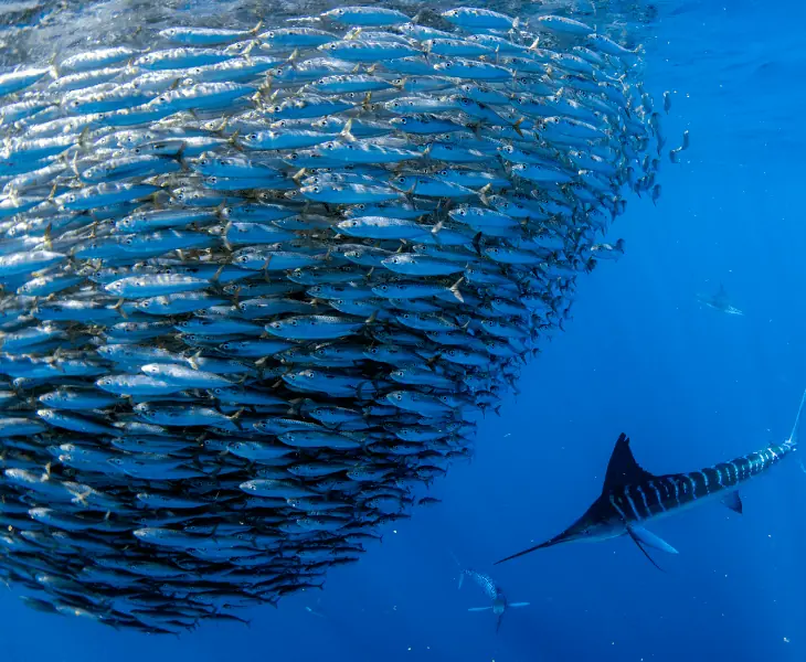 inhabitants of pacific ocean