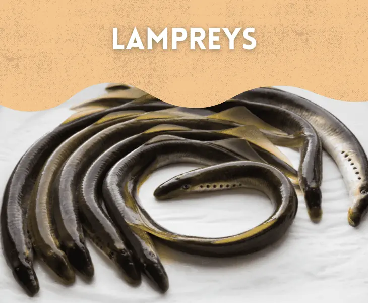 lampreys on rivers