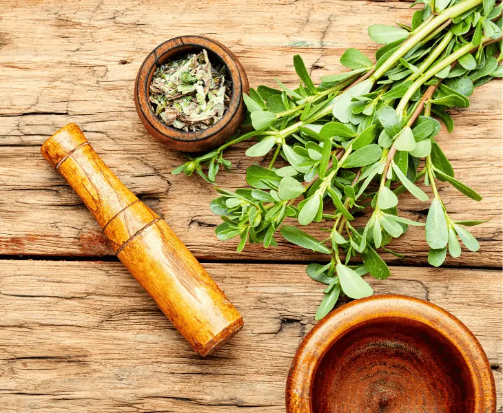 medicinal plants