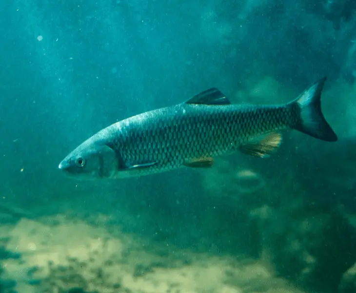 fish oregon chub