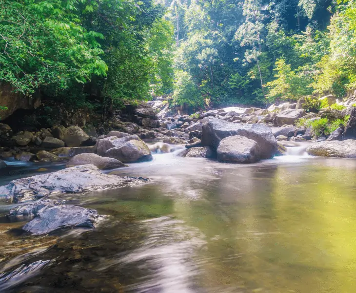 rainforest water