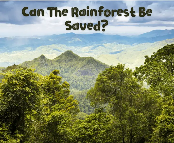 rainforests to be saved