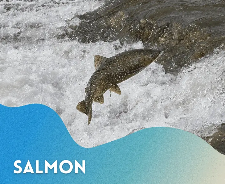 salmon type of fish